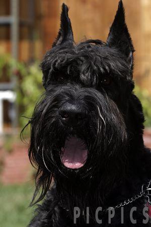 https://images.dog.ceo/breeds/schnauzer-giant/n02097130_1633.jpg