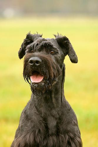 https://images.dog.ceo/breeds/schnauzer-giant/n02097130_1822.jpg