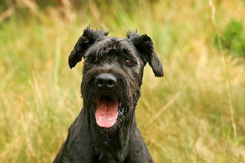 https://images.dog.ceo/breeds/schnauzer-giant/n02097130_1828.jpg