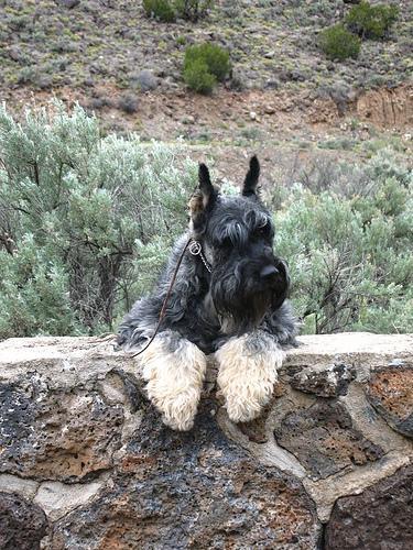 https://images.dog.ceo/breeds/schnauzer-giant/n02097130_234.jpg