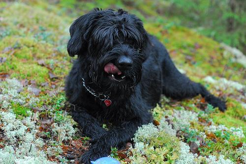 https://images.dog.ceo/breeds/schnauzer-giant/n02097130_32.jpg