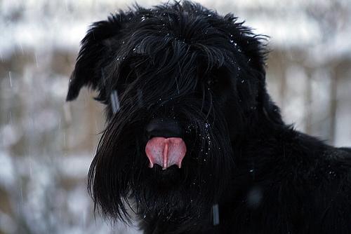 https://images.dog.ceo/breeds/schnauzer-giant/n02097130_3245.jpg