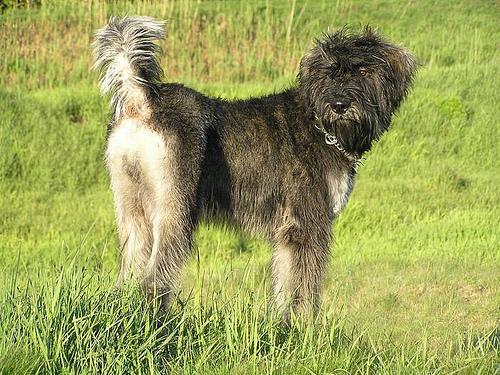 https://images.dog.ceo/breeds/schnauzer-giant/n02097130_3628.jpg