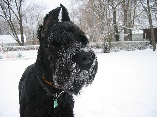 https://images.dog.ceo/breeds/schnauzer-giant/n02097130_3674.jpg