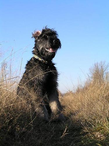 https://images.dog.ceo/breeds/schnauzer-giant/n02097130_4236.jpg