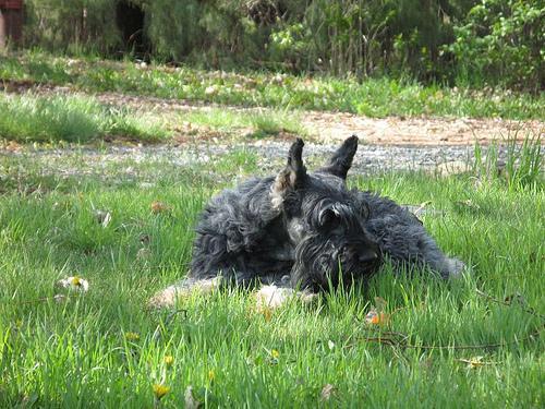 https://images.dog.ceo/breeds/schnauzer-giant/n02097130_4446.jpg