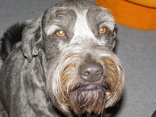 https://images.dog.ceo/breeds/schnauzer-giant/n02097130_4558.jpg