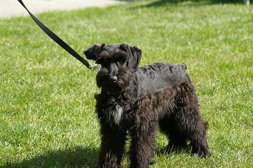 https://images.dog.ceo/breeds/schnauzer-giant/n02097130_5070.jpg