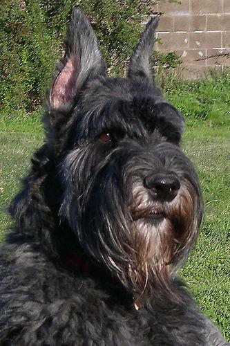 https://images.dog.ceo/breeds/schnauzer-giant/n02097130_5175.jpg