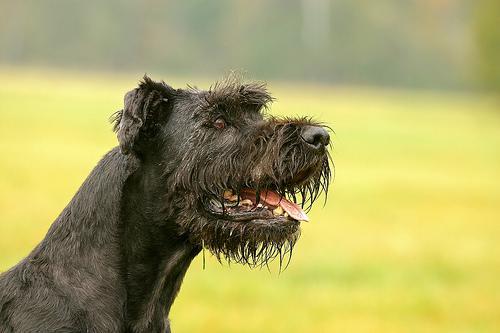 https://images.dog.ceo/breeds/schnauzer-giant/n02097130_5432.jpg