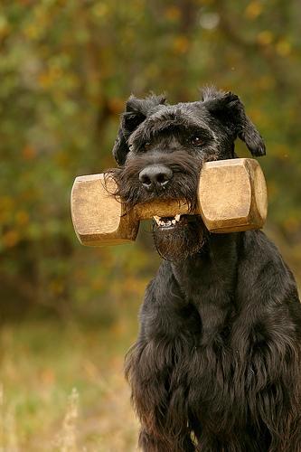 https://images.dog.ceo/breeds/schnauzer-giant/n02097130_5453.jpg