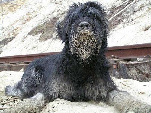 https://images.dog.ceo/breeds/schnauzer-giant/n02097130_5560.jpg