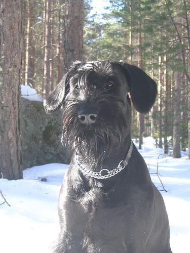 https://images.dog.ceo/breeds/schnauzer-giant/n02097130_5618.jpg