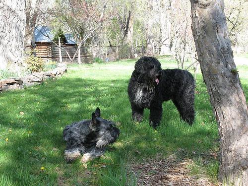 https://images.dog.ceo/breeds/schnauzer-giant/n02097130_5907.jpg