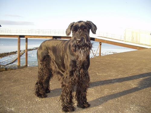 https://images.dog.ceo/breeds/schnauzer-giant/n02097130_603.jpg