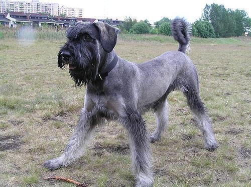 https://images.dog.ceo/breeds/schnauzer-giant/n02097130_6044.jpg