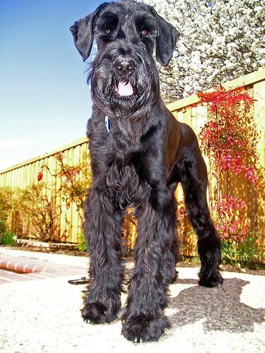 https://images.dog.ceo/breeds/schnauzer-giant/n02097130_899.jpg