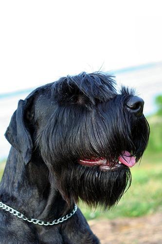 https://images.dog.ceo/breeds/schnauzer-giant/n02097130_977.jpg