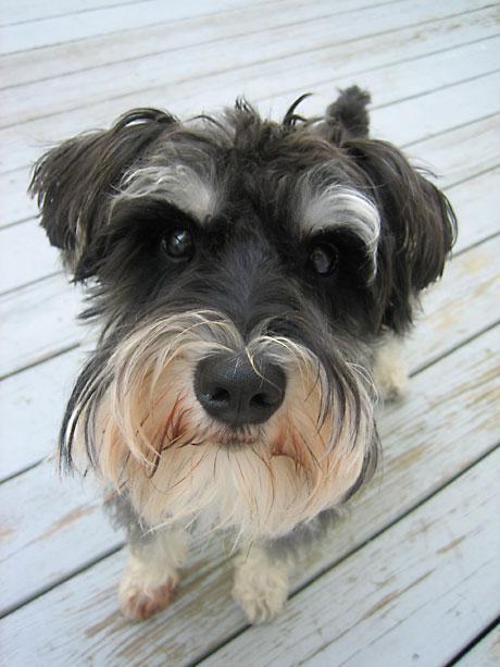 https://images.dog.ceo/breeds/schnauzer-miniature/n02097047_1028.jpg