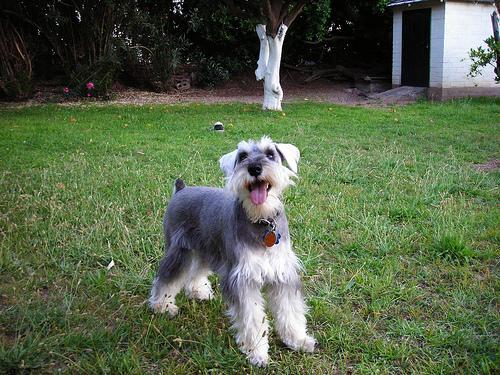 https://images.dog.ceo/breeds/schnauzer-miniature/n02097047_1093.jpg