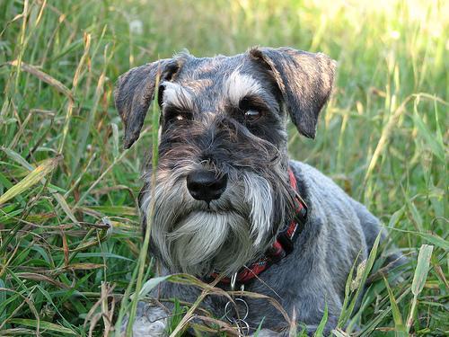 schnauzer