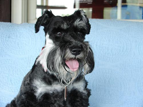 https://images.dog.ceo/breeds/schnauzer-miniature/n02097047_1260.jpg