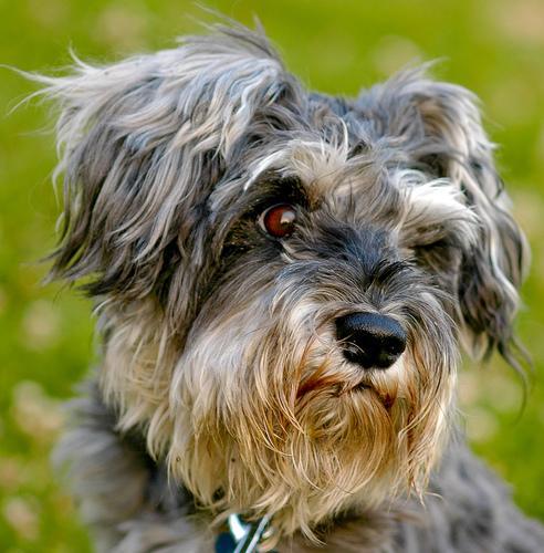 https://images.dog.ceo/breeds/schnauzer-miniature/n02097047_1327.jpg