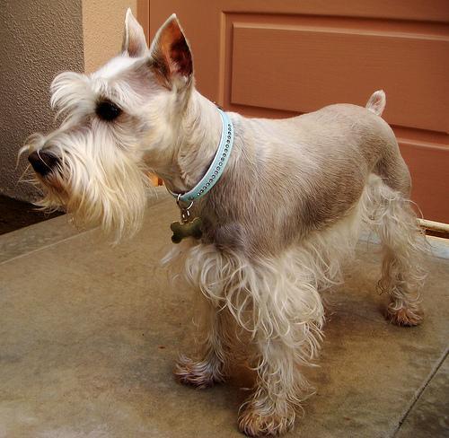 https://images.dog.ceo/breeds/schnauzer-miniature/n02097047_1352.jpg