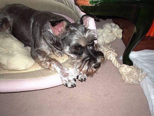 https://images.dog.ceo/breeds/schnauzer-miniature/n02097047_1399.jpg