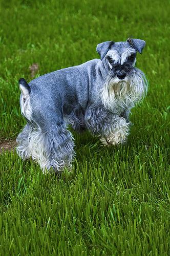 https://images.dog.ceo/breeds/schnauzer-miniature/n02097047_1412.jpg