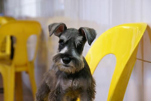 https://images.dog.ceo/breeds/schnauzer-miniature/n02097047_1419.jpg