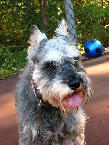 https://images.dog.ceo/breeds/schnauzer-miniature/n02097047_1487.jpg