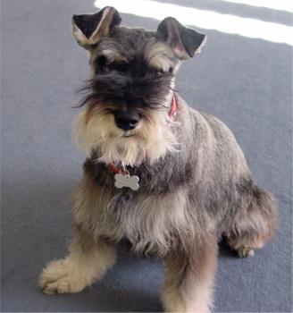 https://images.dog.ceo/breeds/schnauzer-miniature/n02097047_151.jpg