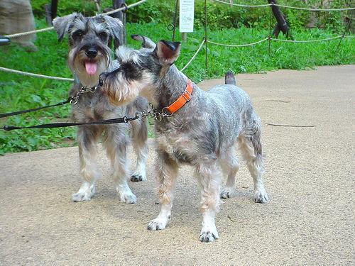 https://images.dog.ceo/breeds/schnauzer-miniature/n02097047_1527.jpg