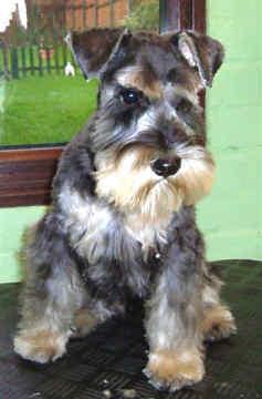 https://images.dog.ceo/breeds/schnauzer-miniature/n02097047_1539.jpg