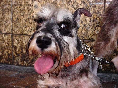 https://images.dog.ceo/breeds/schnauzer-miniature/n02097047_1545.jpg