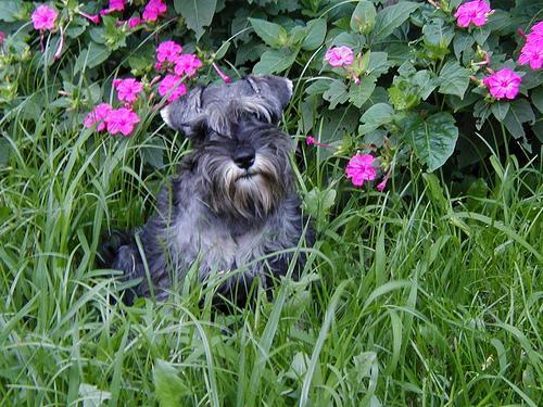 https://images.dog.ceo/breeds/schnauzer-miniature/n02097047_1553.jpg