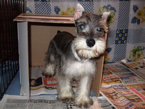 https://images.dog.ceo/breeds/schnauzer-miniature/n02097047_1556.jpg