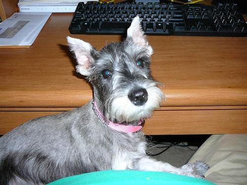 https://images.dog.ceo/breeds/schnauzer-miniature/n02097047_157.jpg