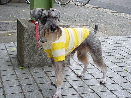 https://images.dog.ceo/breeds/schnauzer-miniature/n02097047_1589.jpg