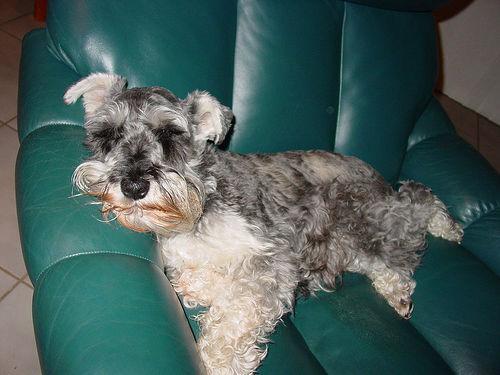 https://images.dog.ceo/breeds/schnauzer-miniature/n02097047_1626.jpg