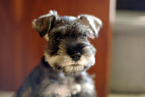 https://images.dog.ceo/breeds/schnauzer-miniature/n02097047_1705.jpg