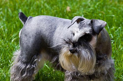 https://images.dog.ceo/breeds/schnauzer-miniature/n02097047_1791.jpg