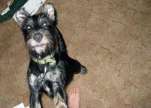 https://images.dog.ceo/breeds/schnauzer-miniature/n02097047_1820.jpg