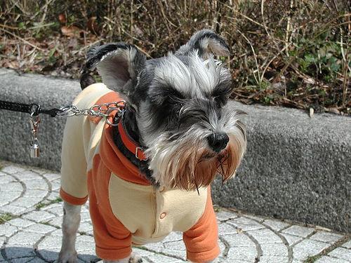 https://images.dog.ceo/breeds/schnauzer-miniature/n02097047_1921.jpg