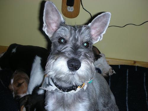 https://images.dog.ceo/breeds/schnauzer-miniature/n02097047_1936.jpg