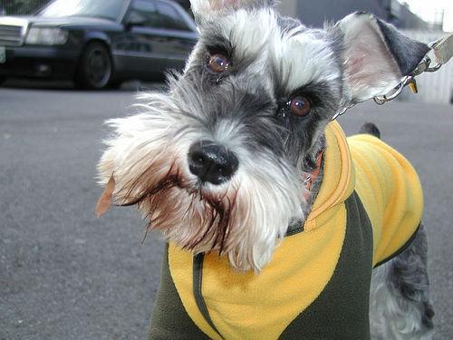 https://images.dog.ceo/breeds/schnauzer-miniature/n02097047_2126.jpg