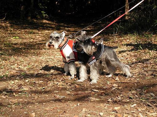 https://images.dog.ceo/breeds/schnauzer-miniature/n02097047_2178.jpg