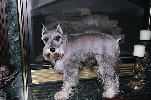 https://images.dog.ceo/breeds/schnauzer-miniature/n02097047_2190.jpg