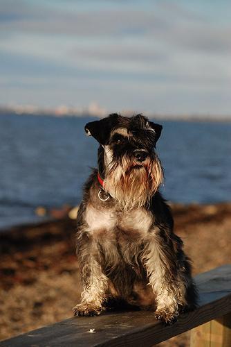 https://images.dog.ceo/breeds/schnauzer-miniature/n02097047_2235.jpg